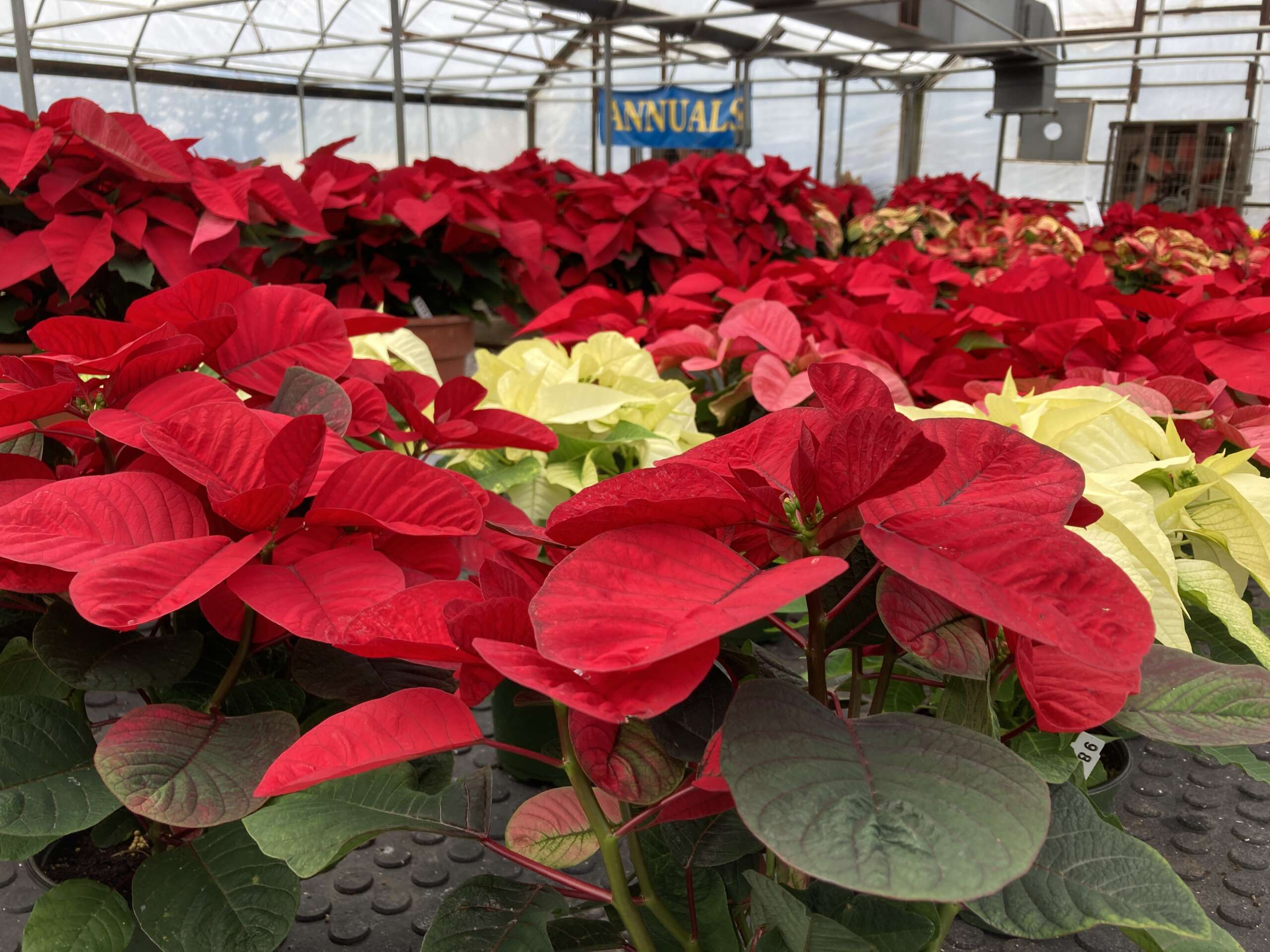 Assorted Poinsettias in a greenhouse.