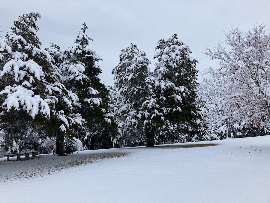 snowfall on cedar trees