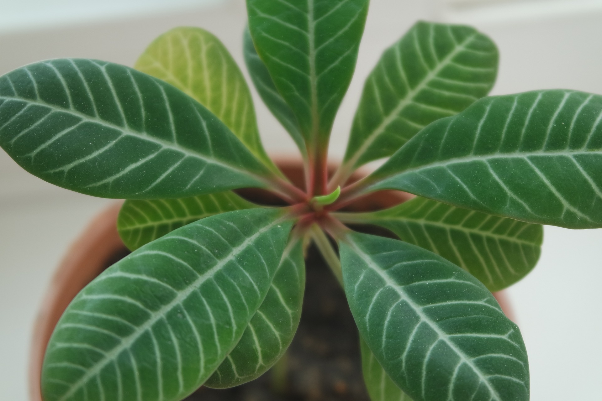 houseplant