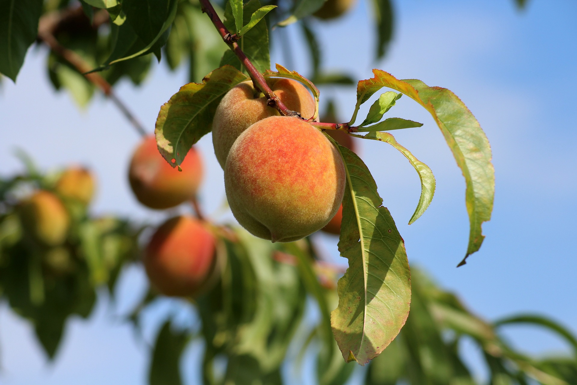 peaches hanging on a tree