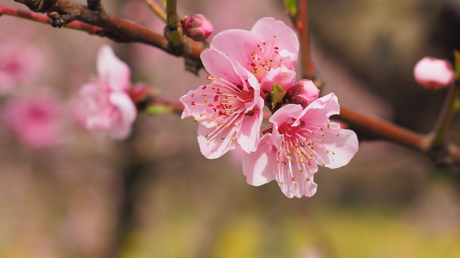 Cherry Tree Blooms