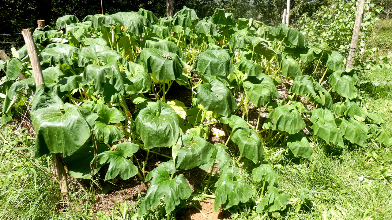 wilted squash plants planted in the ground