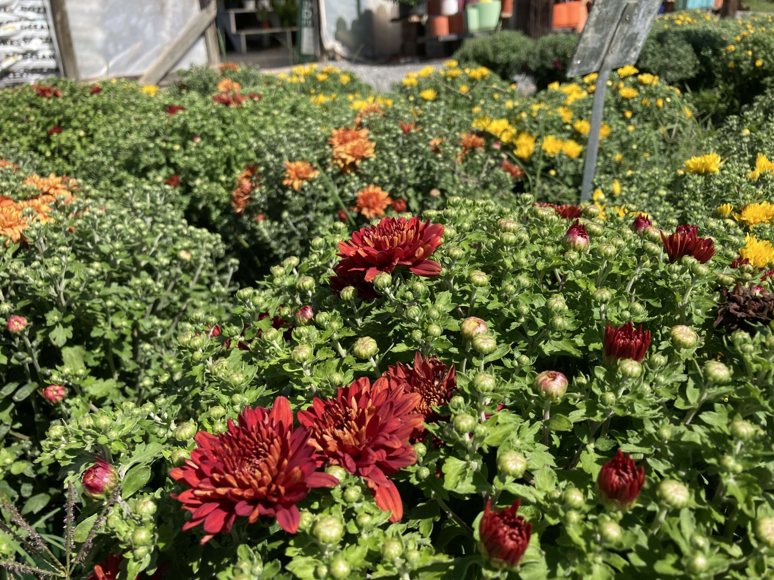 Red, Orange, and yellow mums buds just beginning to open and bloom.