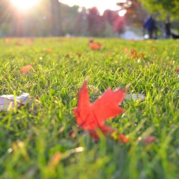 fall lawn with a few leaves