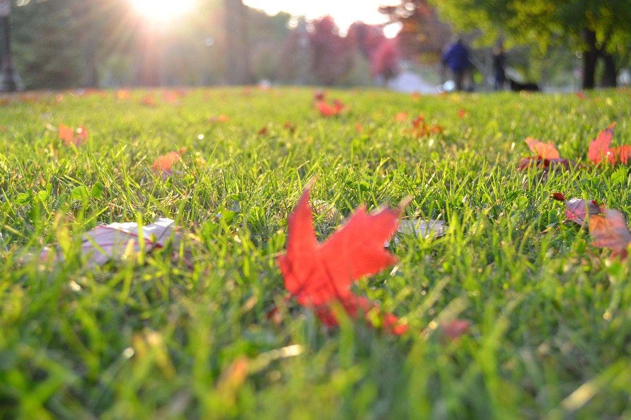 fall lawn with a few leaves