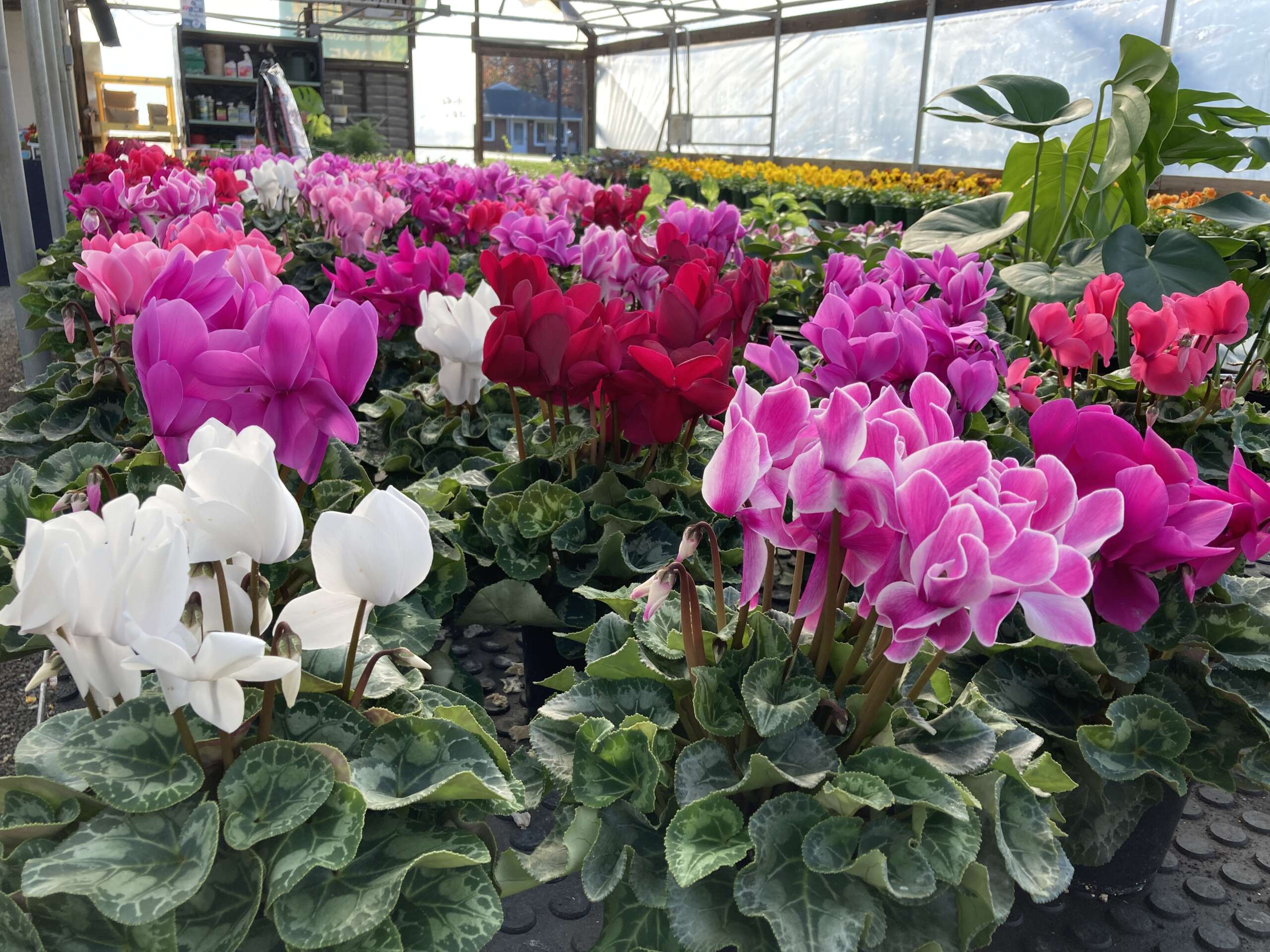 An assortment of Cyclamen in full bloom with yellow pansies in the background.