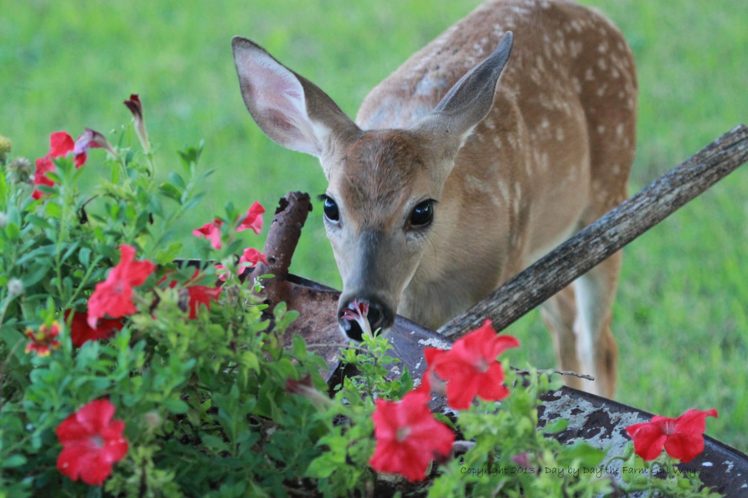 deer eating flowers