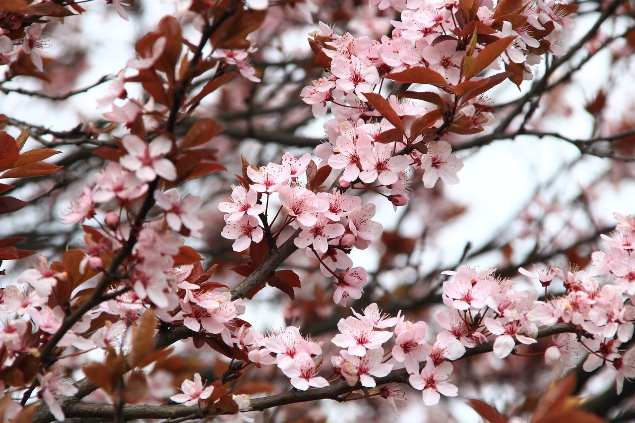 japanese cherry blossom