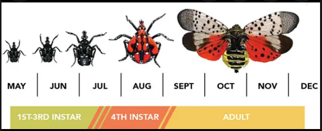 Spotted lanternfly life cycle infographic
