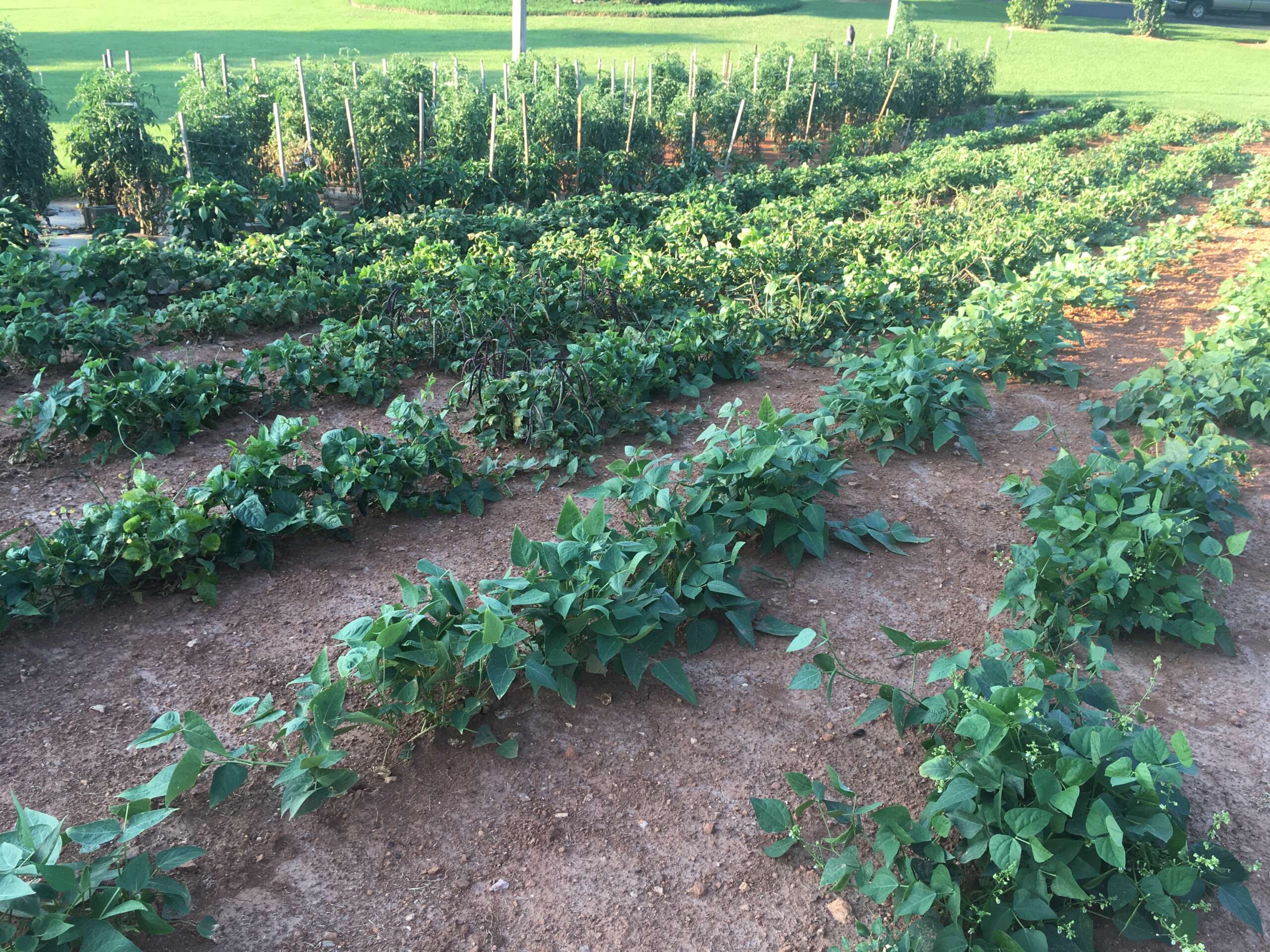 Vegetable garden growing the the ground