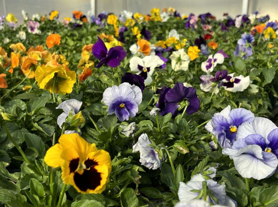 Assortment of Pansies in full bloom
