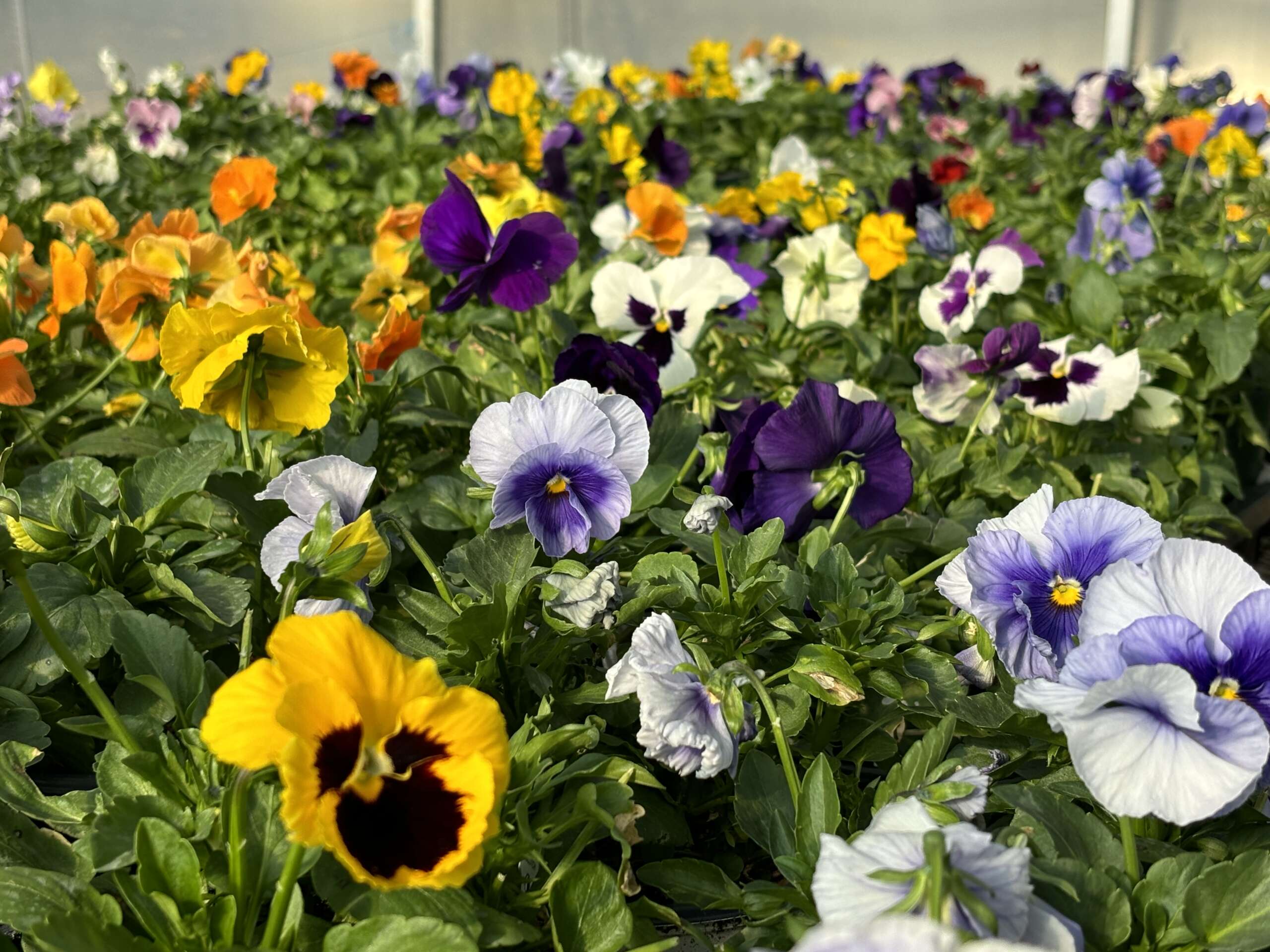 Assortment of Pansies in full bloom
