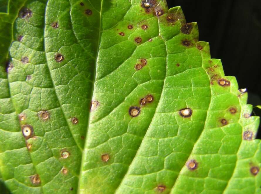 Leaf spot fungus on a hydrangea leaf