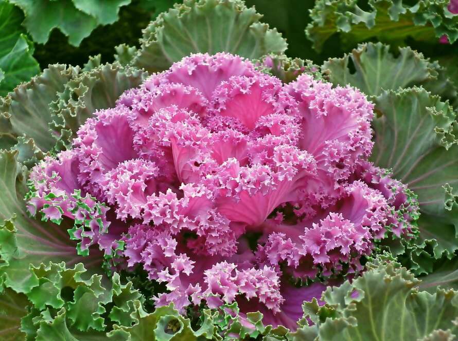 Pink Ornamental Cabbage