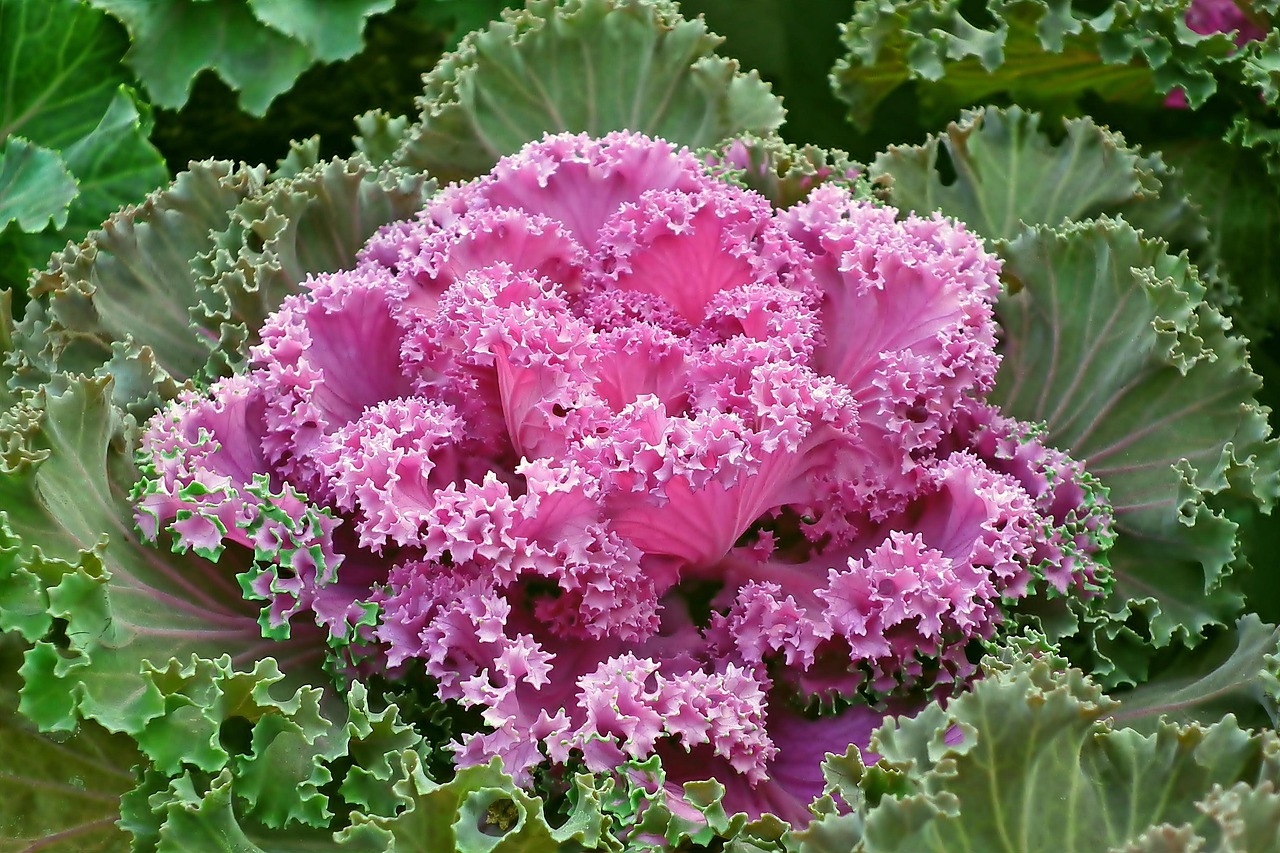 Pink Ornamental Cabbage
