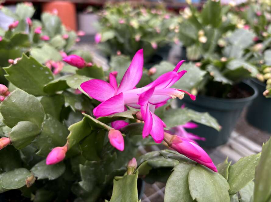 Pink Christmas Cactus in bloom with buds in the background