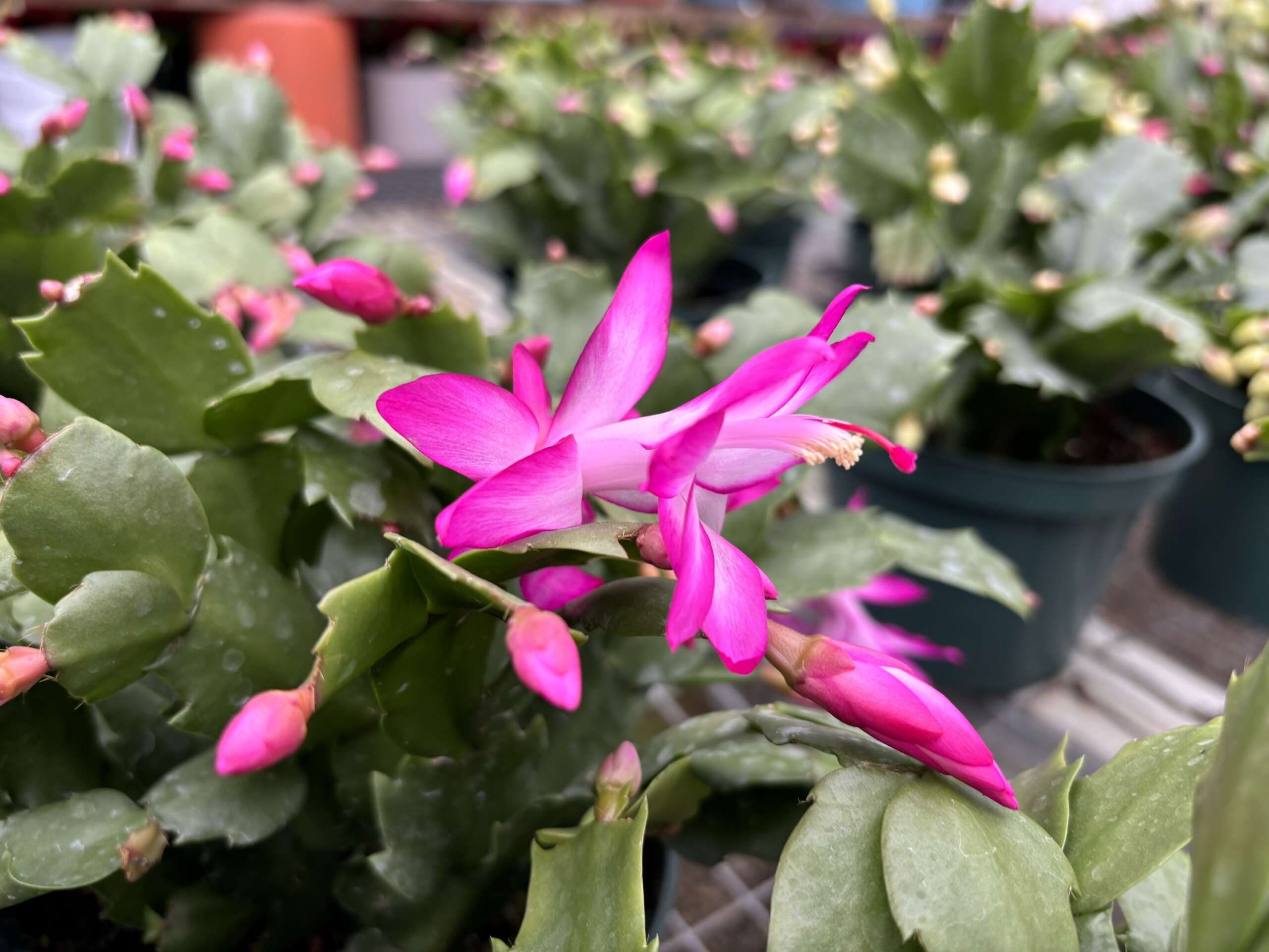 Pink Christmas Cactus in bloom with buds in the background