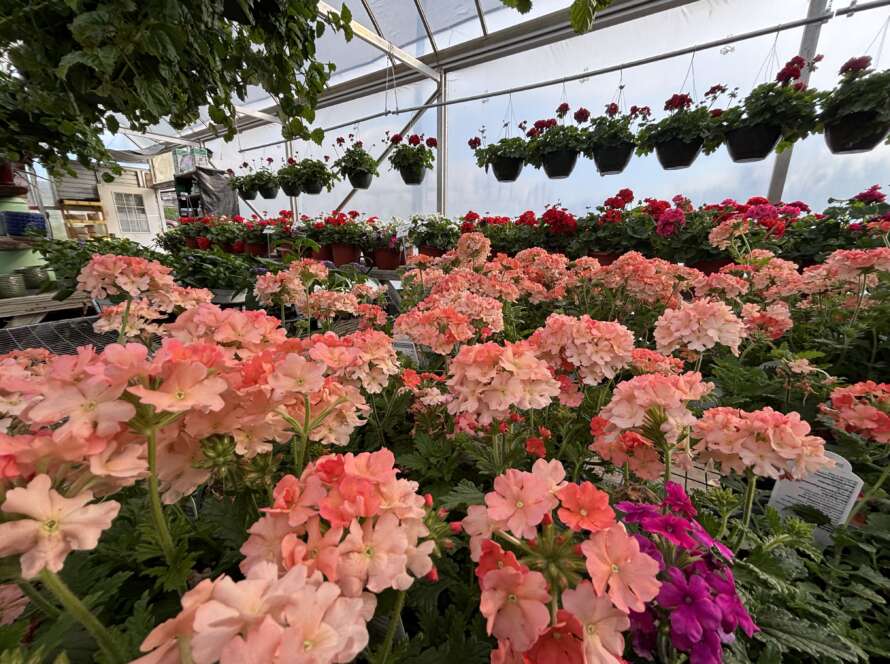 Peach Verbena and Red Geraniums in bloom