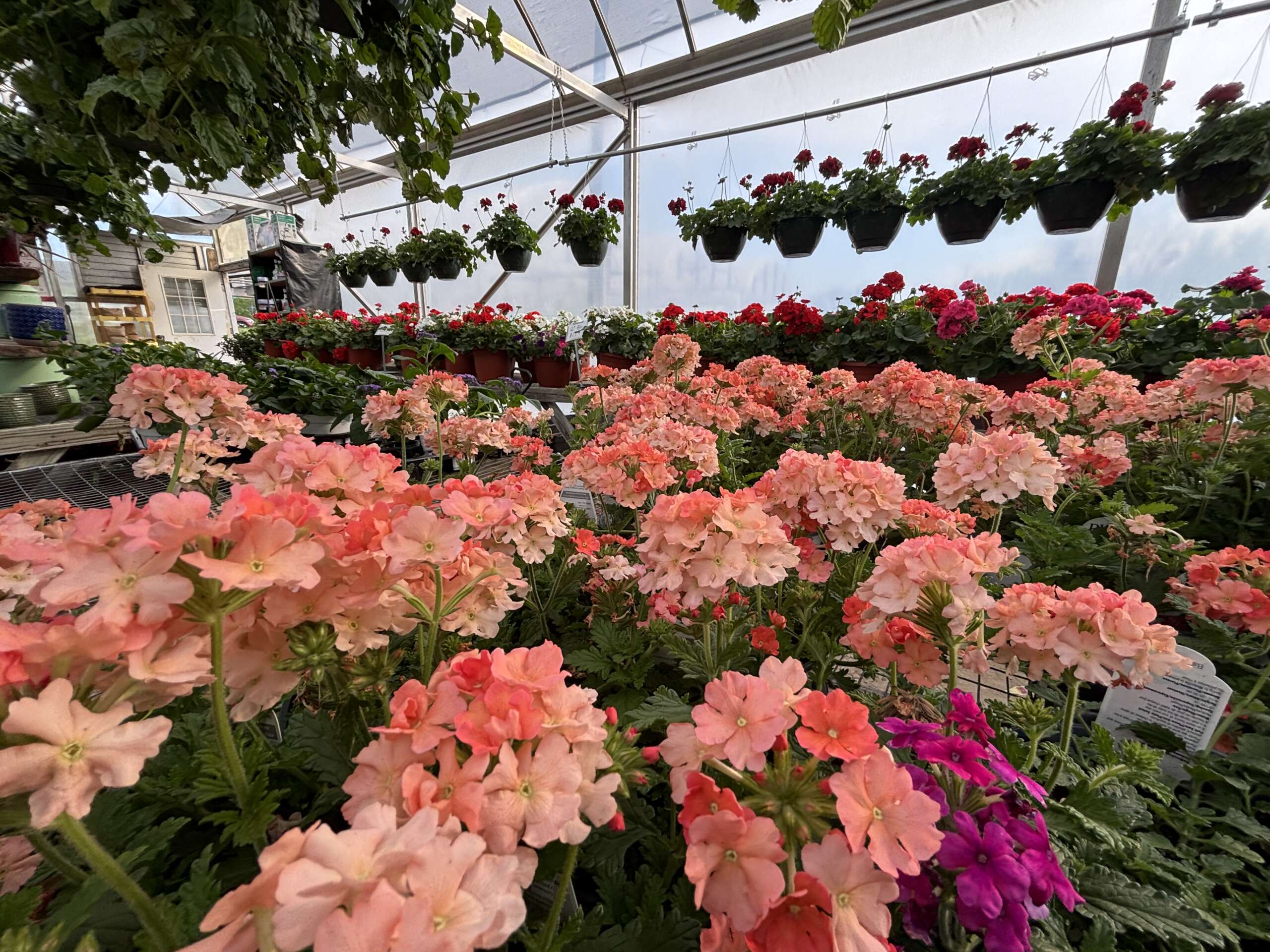 Peach Verbena and Red Geraniums in bloom