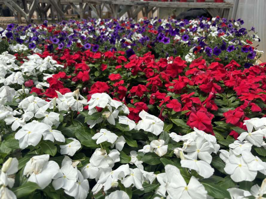 Red, white, and blue petunias and vinca