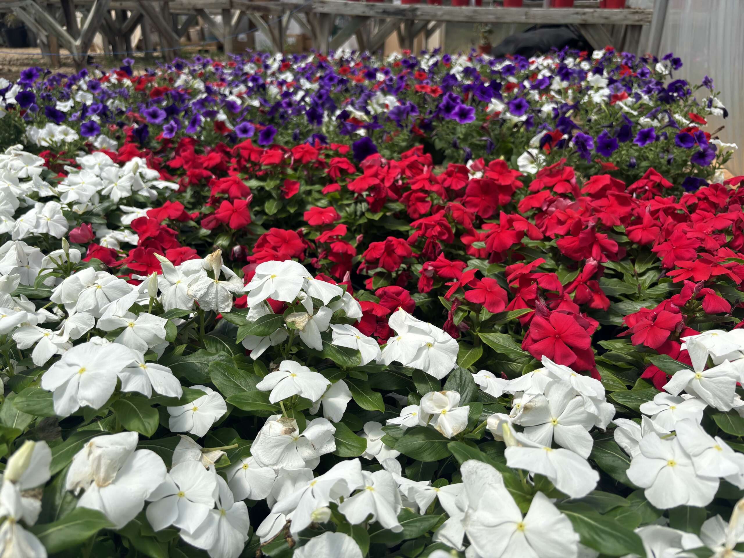 Red, white, and blue petunias and vinca