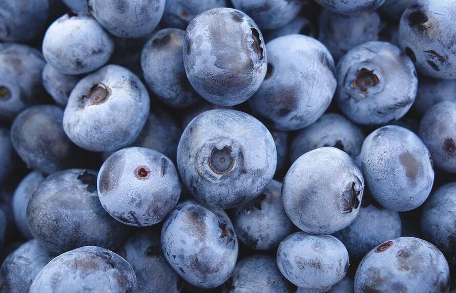 Up close picture of fresh picked blueberries!