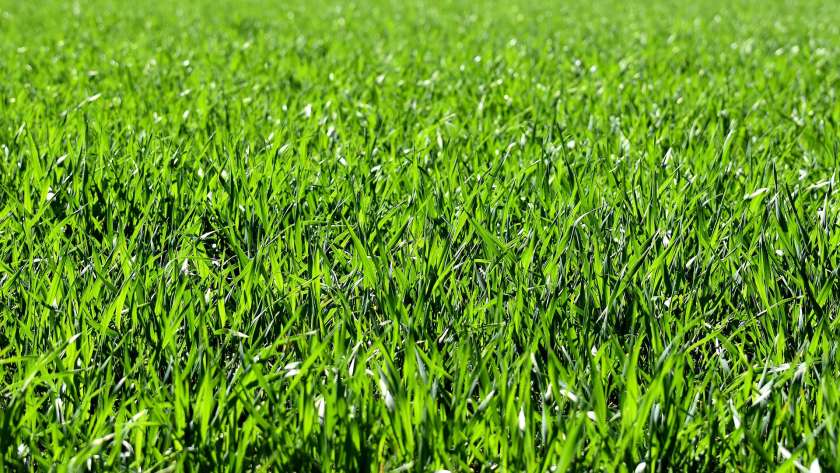 dark lush green grass
