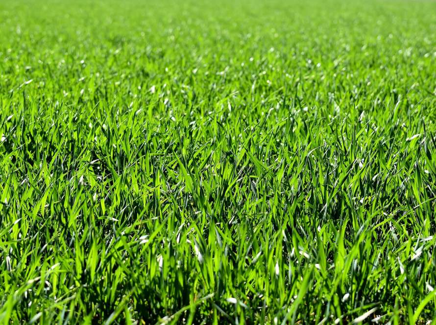 dark lush green grass