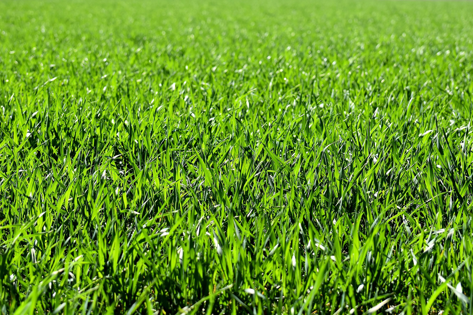 dark lush green grass